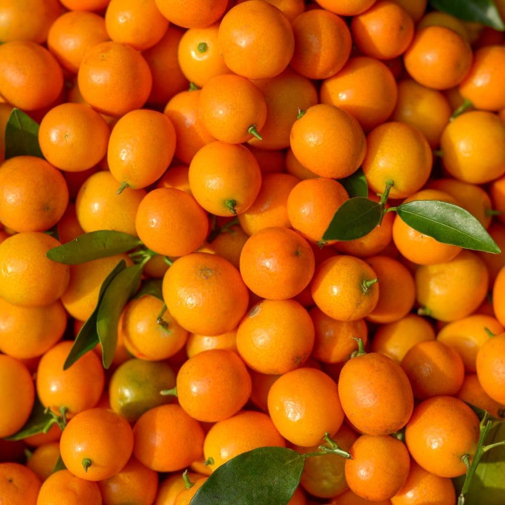 Live Meiwa Kumquat Tree 1 Gallon Pot, Dwarf Kumquat Citrus Tree 1-2ft Tall, Perennial Citrus Fruit Tree for Planting Outdoor Garden