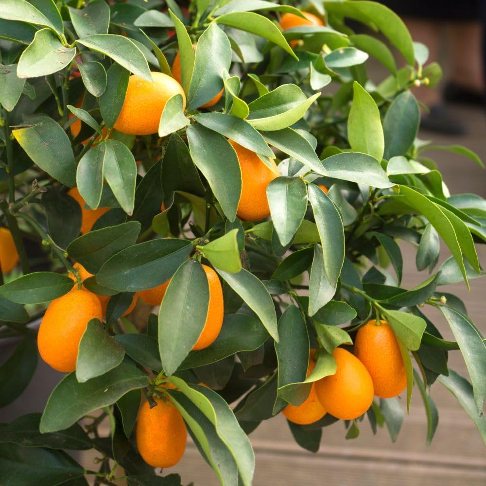 Live Meiwa Kumquat Tree 1 Gallon Pot, Dwarf Kumquat Citrus Tree 1-2ft Tall, Perennial Citrus Fruit Tree for Planting Outdoor Garden