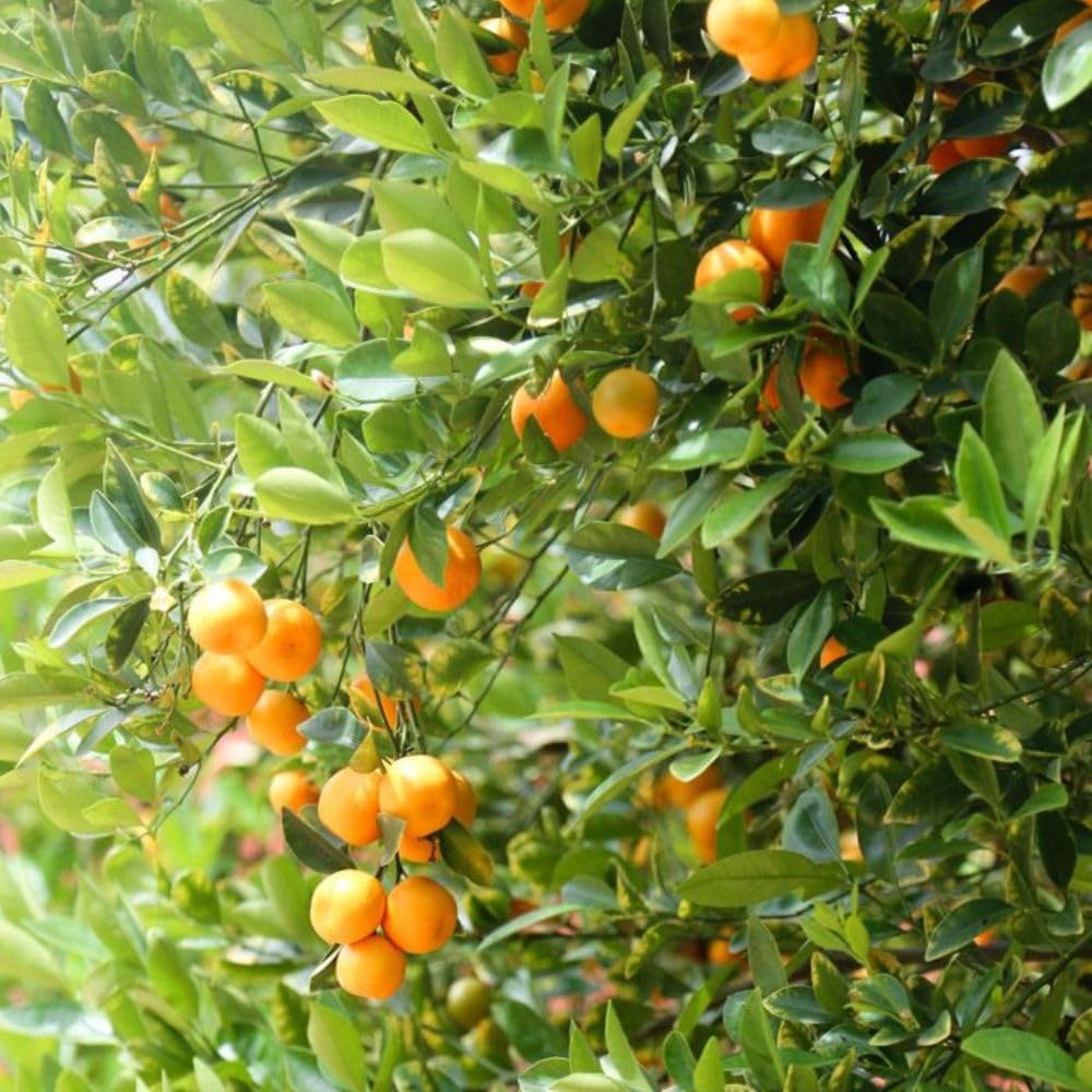 Live Meiwa Kumquat Tree 1 Gallon Pot, Dwarf Kumquat Citrus Tree 1-2ft Tall, Perennial Citrus Fruit Tree for Planting Outdoor Garden
