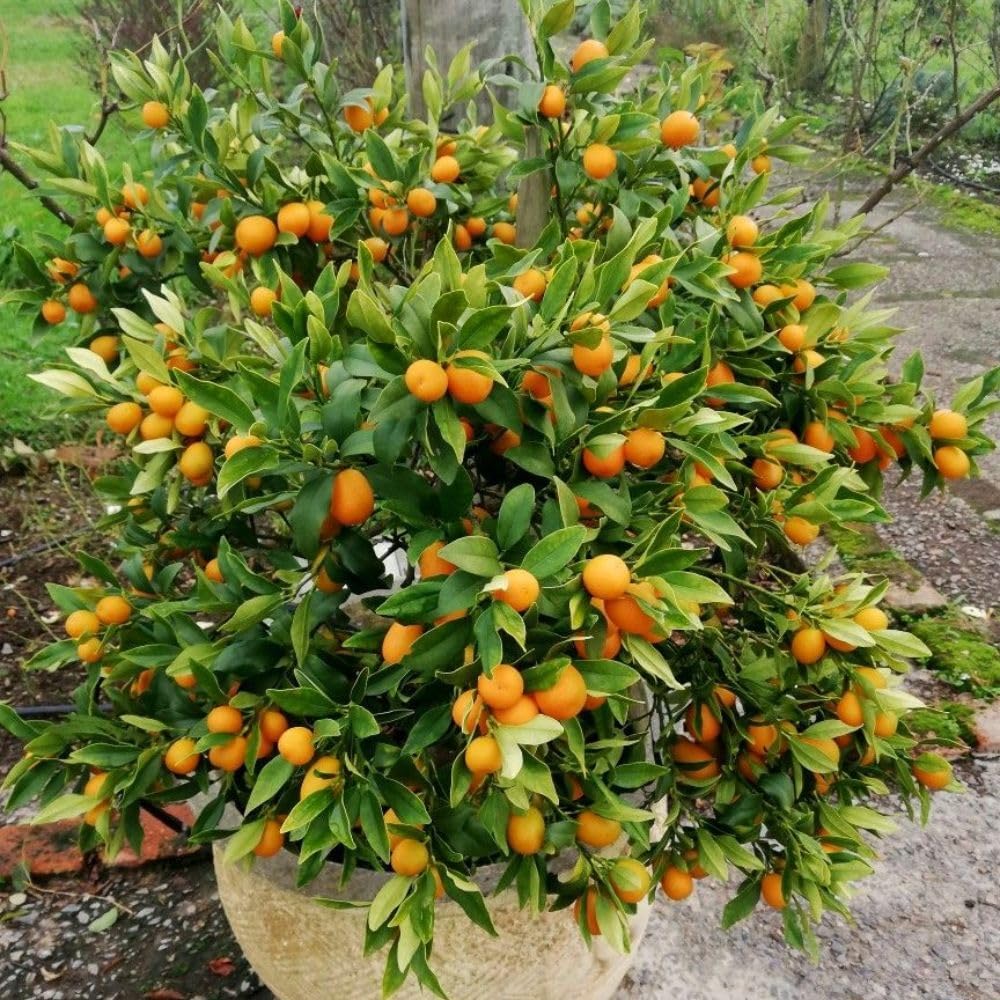Live Meiwa Kumquat Tree 1 Gallon Pot, Dwarf Kumquat Citrus Tree 1-2ft Tall, Perennial Citrus Fruit Tree for Planting Outdoor Garden