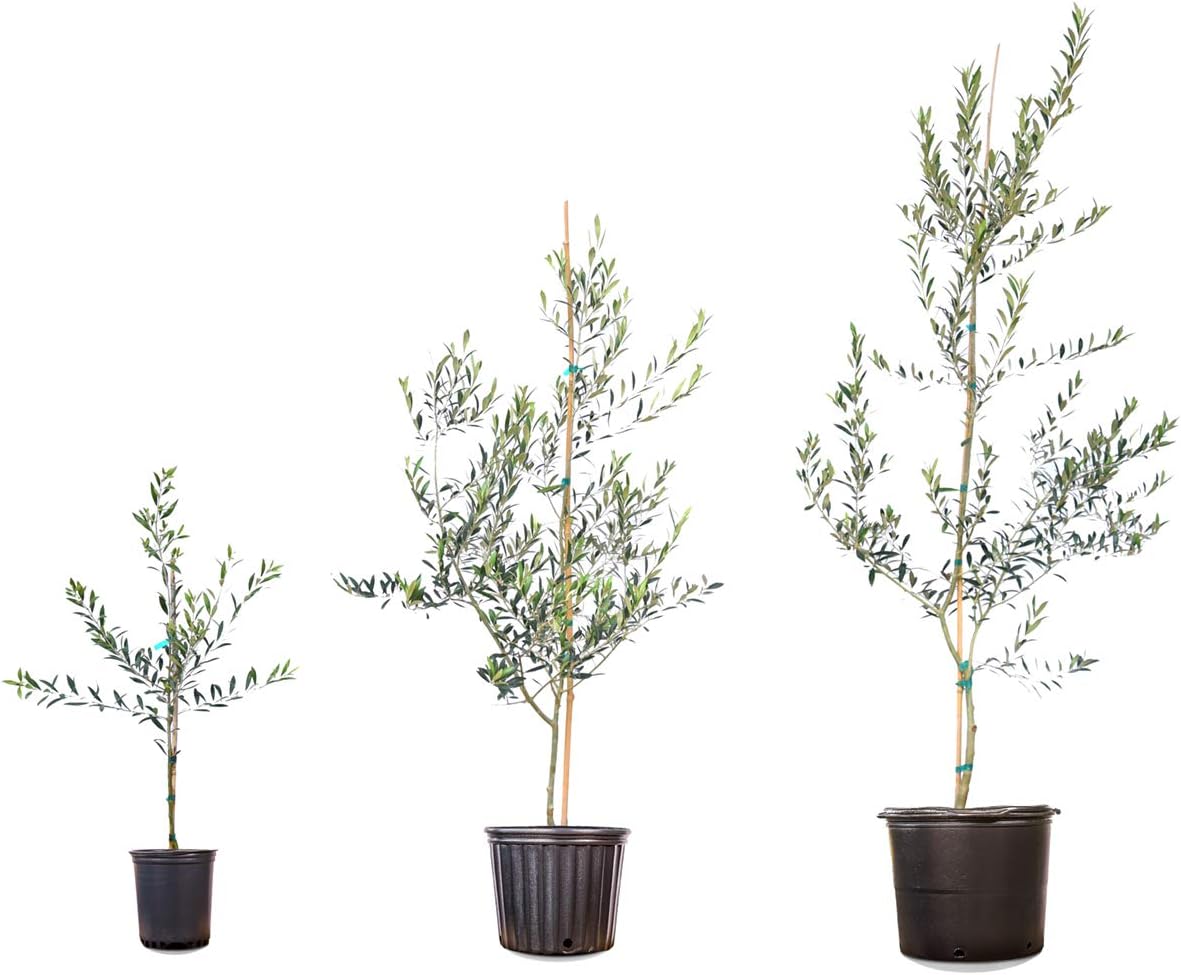 Arbequina Olive 4-5'