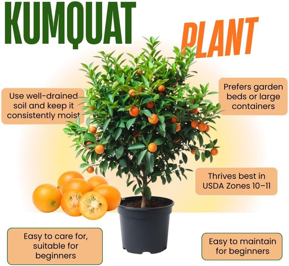 Live Meiwa Kumquat Tree 1 Gallon Pot, Dwarf Kumquat Citrus Tree 1-2ft Tall, Perennial Citrus Fruit Tree for Planting Outdoor Garden
