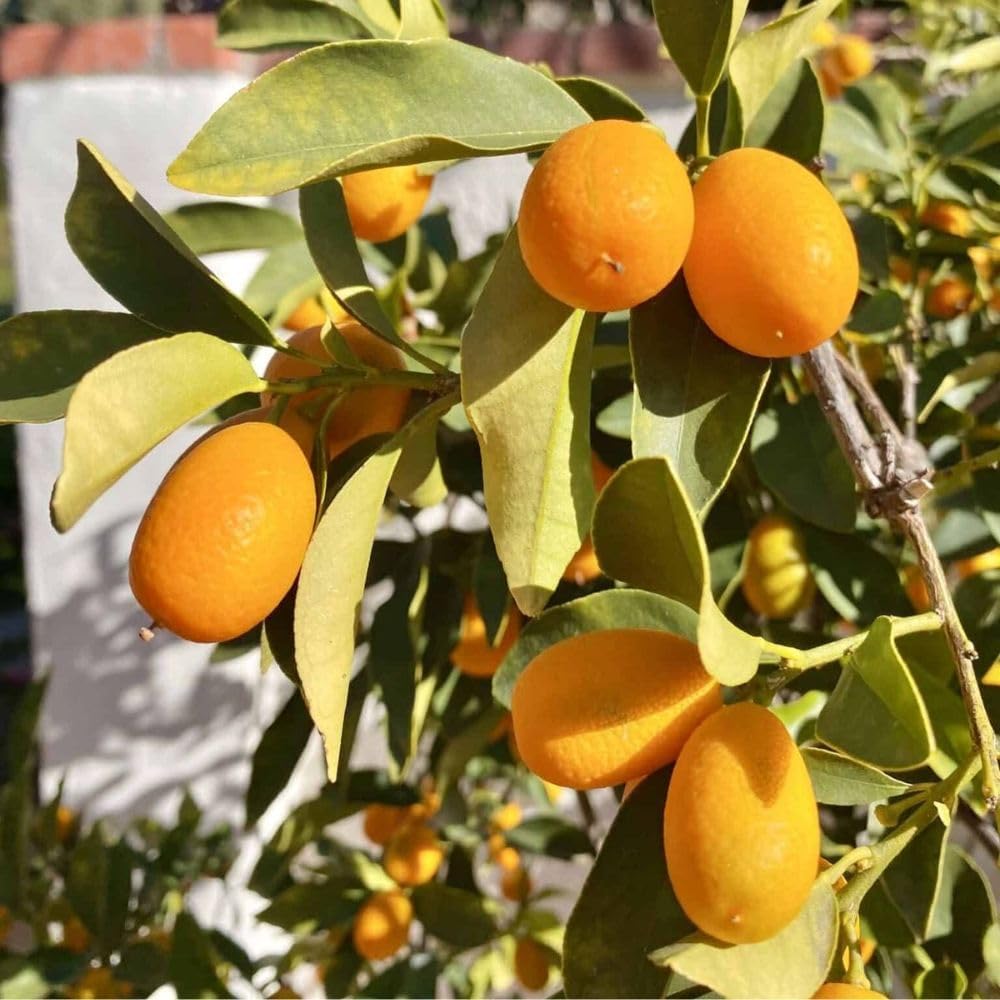 Live Meiwa Kumquat Tree 1 Gallon Pot, Dwarf Kumquat Citrus Tree 1-2ft Tall, Perennial Citrus Fruit Tree for Planting Outdoor Garden