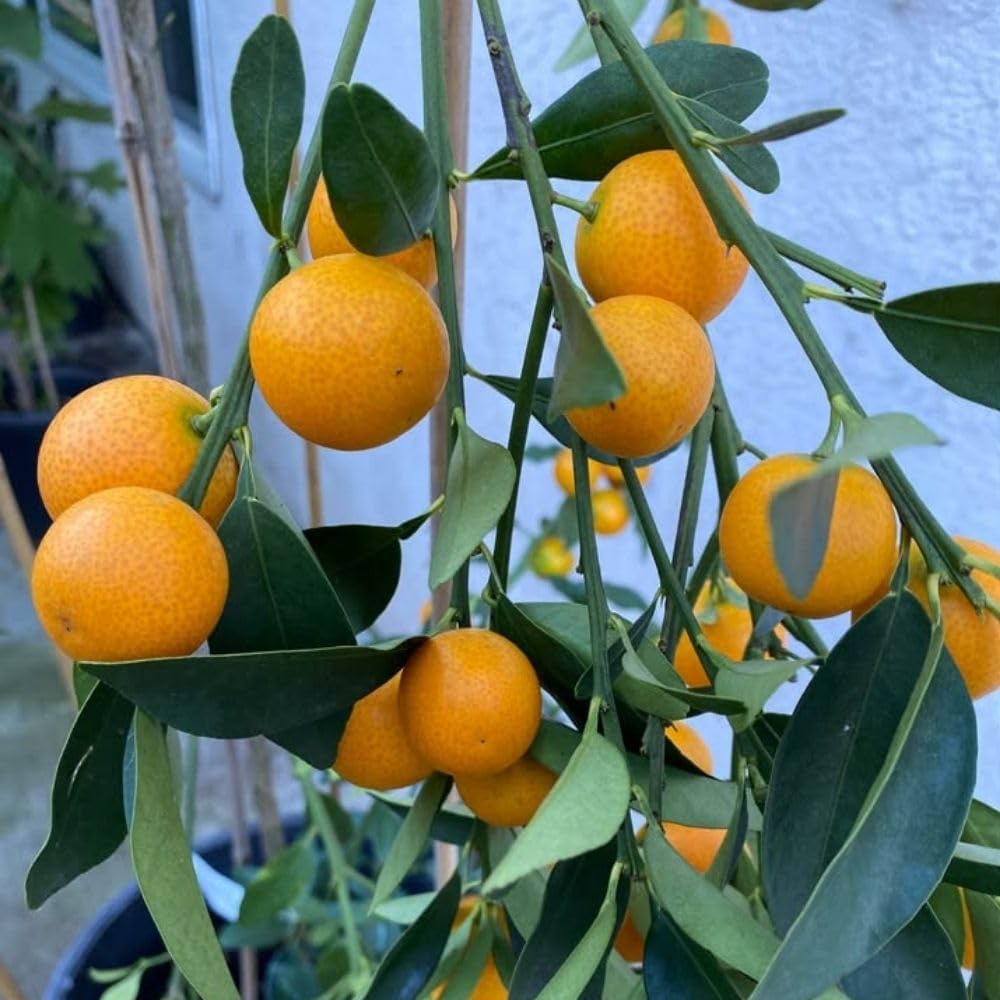Live Meiwa Kumquat Tree 1 Gallon Pot, Dwarf Kumquat Citrus Tree 1-2ft Tall, Perennial Citrus Fruit Tree for Planting Outdoor Garden