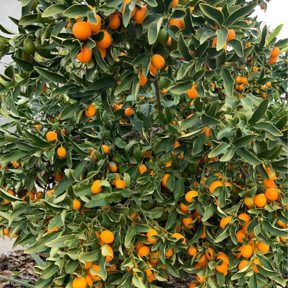 Live Meiwa Kumquat Tree 1 Gallon Pot, Dwarf Kumquat Citrus Tree 1-2ft Tall, Perennial Citrus Fruit Tree for Planting Outdoor Garden
