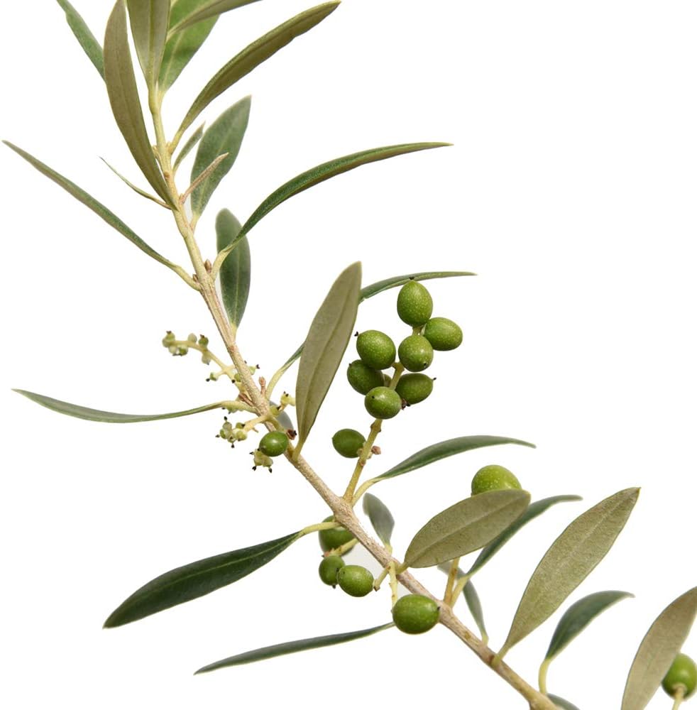 Arbequina Olive 4-5'