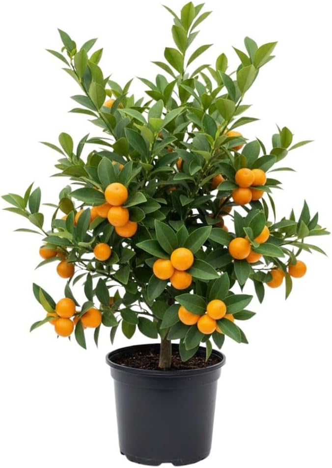 Live Meiwa Kumquat Tree 1 Gallon Pot, Dwarf Kumquat Citrus Tree 1-2ft Tall, Perennial Citrus Fruit Tree for Planting Outdoor Garden